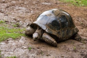 ダブル不倫の風水 亀